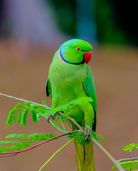 Parrot by Ryan Khine Morning Board, फोटोग्राफी 101, Kinds Of Birds, Haiwan Peliharaan, Parrot Bird, Tropical Birds, Exotic Birds, Pretty Birds, Good Afternoon