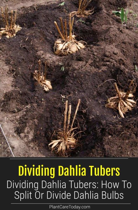 Dividing dahlia bulbs is an easy way to create more plants. Here's how to divide dahlia tubers to develop multiple plants. How To Save Dahlia Tubers, When To Plant Dahlia Tubers, Dahlia Tuber Planting, Dahlia Flower Garden, Planting Dahlias, Dahlia Bulbs, Dahlia Garden, How To Split, Dahlia Tubers