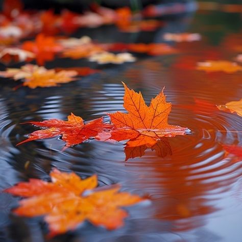 As autumn's palette unfolds, a scattering of orange leaves adorn the smooth surface of a calm pond. The leaves, in varying shades from pale yellow to deep russet, float atop the water creating a mosaic of fall's fiery tones. Each leaf's delicate veins are etched clearly against its vibrant color, betraying the once-lush life now fading into the season's end. Ripples emanate from the leaves, distorting their reflections in the quiet waters, poetically symbolizing nature's perpetual dance with cha Leaf Photography, Water Body, Abstract Girl, Orange Autumn, Orange Leaves, Halloween Flowers, Seasonal Displays, Water Bodies, Water Reflections