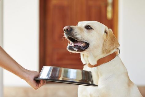 About Brewer's Yeast for Dogs | Cuteness Timmy Time, Dog Smells, Dog Food Brands, Sick Dog, Herbal Recipes, Labrador Retrievers, Best Dog Food, Dog Blog, Can Dogs Eat