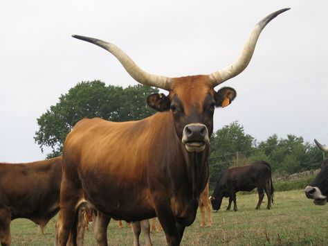 La invitada esta semana es la raza Cachena, originaria de España. Son animales muy rústicos, con buenos caracteres maternales y facilidad de parto. Su tamaño es pequeño y sus cuernos son grandes. Producen una carne de alta calidad. Beefmaster Bull, Small Cow, This Week, Longhorn Cattle, Natural Park, The Guest, Pet Owners, Cow, National Parks