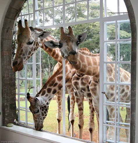 Giraffe Manor, Nairobi (Kenya). 'Top-end  luxury wedded to a sense of  world-class service, and a  Rothschild’s giraffe looking in  your window.' http://www.lonelyplanet.com/kenya Giraffe Hotel, Giraffe Manor, Nairobi Kenya, A Giraffe, Out Of Africa, African Safari, Snow Leopard, Giraffes, Nairobi