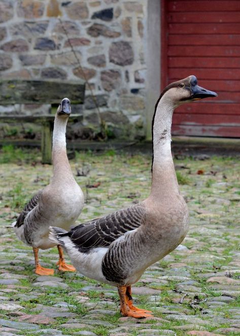 Chinese Geese | BackYard Chickens - Learn How to Raise Chickens Facts About Ducks, Backyard Chicken Coop Ideas, Chicken Running, Chicken Backyard, Geese Breeds, Chicken Coop Ideas, Backyard Chicken Coop, Backyard Coop, Enameled Jewelry