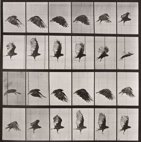 Animal Locomotion: Plate 765 (Crow in Flight), 1887 Eadweard Muybridge, Motion Images, Animation Tutorial, Still Photography, Animation Reference, Moving Image, Design Reference, Art Plastique, Stop Motion