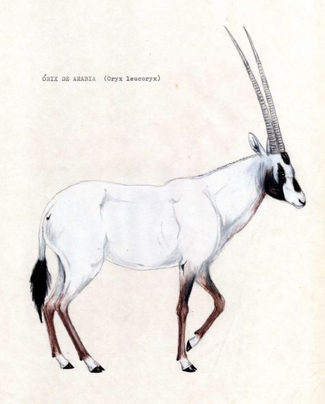 Oryx leucoryx (1989) Arabian Oryx, Africa Wildlife, Arabian Art, Drawing Animals, Scientific Illustration, Pencil Sketch, Ink Drawing, My Drawings, Chess