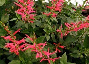 List of Easy to Grow Flowering Herbs - Blooming Herbs with Flowers Sage Herb, Growing Pineapple, Sage Plant, Pineapple Sage, How To Attract Hummingbirds, Edible Plants, Fall Plants, Growing Herbs, Landscaping Plants