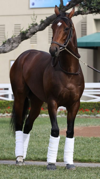 Brown Thoroughbred Horse, Horse Thoroughbred, Thorobred Horses, Thoughrobred Horse, Horses Thoroughbred, Bay Thoroughbred Horse, Thourghbreds Horses, Dark Bay Thoroughbred, Spotted Horse