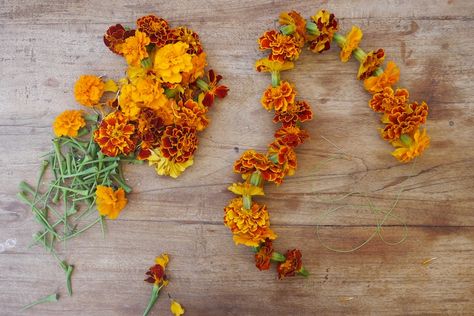 Bc of no eucalyptus blossoms, maybe just a touch of marigold. Another childhood memory. Drying Marigold Flowers, Dried Marigold Garland, Drying Marigolds, Marigold Tincture, Marigold Uses, Marigold Garden, Marigolds In Garden, Dried Marigold, Summer Herbs