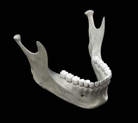 Skeleton Anatomy Study, Mandible Anatomy, Human Skull Anatomy, Human Skeleton Anatomy, Art Anatomy, Skull Anatomy, Head Anatomy, Skull Reference, Skeleton Anatomy