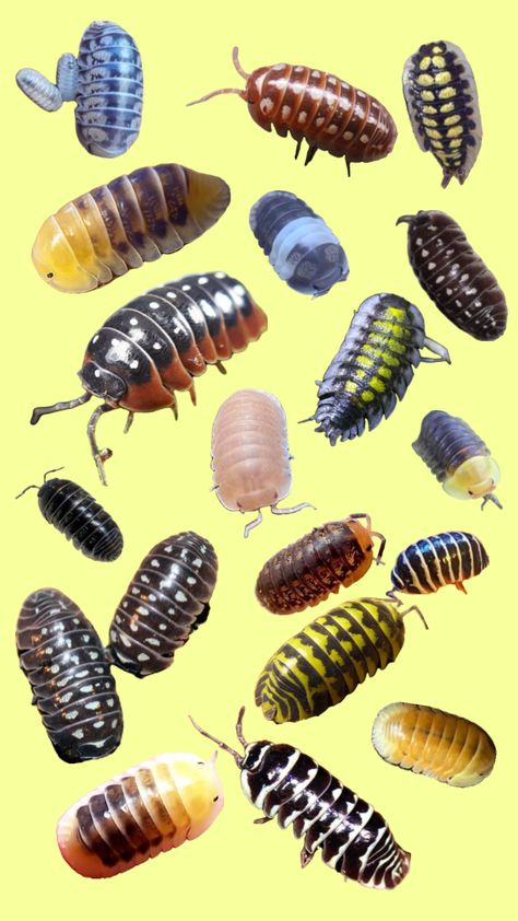 #isopods #isopod #bugs #animals #rolypoly #pillbugs Isopod Species, Pet Isopods, Isopod Art, Pill Bugs, Egypt Mythology, Pill Bug, Cool Bugs, Clay Stuff, Roly Poly