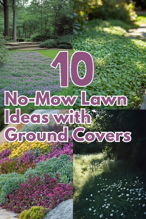 Tired of mowing your lawn? Explore these gorgeous no-mow ground cover ideas, from creeping thyme to chamomile, that add beauty and ease to your garden. Discover how to create a low-maintenance yard! #NoMowLawn #GroundCovers #GardenIdeas #LowMaintenanceLawn #EcoFriendlyYard Shaded Lawn Landscaping, Low Maintenance Grass Alternatives, Dichondra Ground Cover, No Mow Lawn Grass Alternative, Non Grass Lawn, Garden Ground Cover Ideas, No Mow Yard, Ground Cover That Chokes Out Weeds, No Mow Backyard