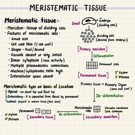 Anatomy Of Flowering Plants Notes, Meristematic Tissue, Anatomy Of Flowering Plants, Colourful Notes, Tissue Biology, Neet Notes, Biology Plants, Biology Lab, Plant Biology