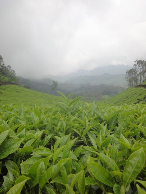 Munnar Tea plantations Tea Garden Aesthetic, Tea Garden Photography, Jungle Photography, Crop Field, Tea Farm, Asian Tea, Pig Wallpaper, Photoshop Projects, Munnar