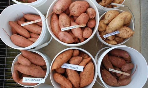 20 Sweet Potato Varieties You'll Love To Grow | Epic Gardening Sweet Potato Varieties, Growing Tomatoes Indoors, Zone Diet, Orange Sweet Potatoes, Types Of Potatoes, Japanese Sweet Potato, Purple Sweet Potatoes, Different Fruits, Food Forest