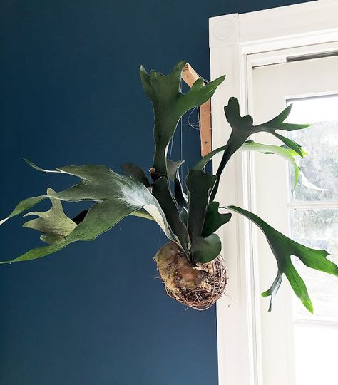 Remember how I repotted the staghorn fern in a grapevine ball a couple months ago? Because of the renovation to the back room (which has been finished for awhile but I still haven’t gotten around to putting everything back in that room and therefore having shown you what it looks like now), the fern has … Stag Horn Fern Mount Ideas, Staghorn Plant, Plants Identification, Indoor Ferns, Indoor Planting, Ferns Care, Lipstick Plant, Staghorn Fern, Backyard Designs