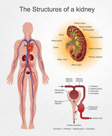 Regulation of the Internal Environment, Structure and Function of the Kidney, Diseases, Effects and Remedy - ClassNotes.ng Kidney Anatomy, Biology College, Fatigue Remedies, Osmotic Pressure, Welcome To Class, Structure And Function, Body Fluid, Blood Cells, Blood Vessels