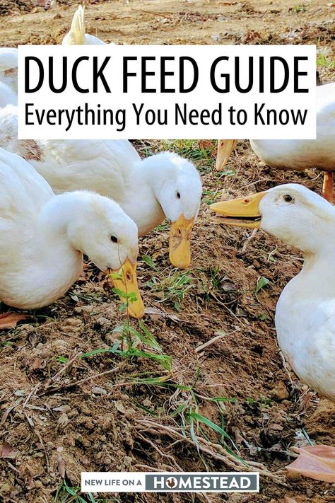 What To Feed Ducks, Perma Culture, Bedroom Ranch Style, Seasons Printable, Duck House Plans, Keeping Ducks, Duck Feed, Make Way For Ducklings, Backyard Ducks