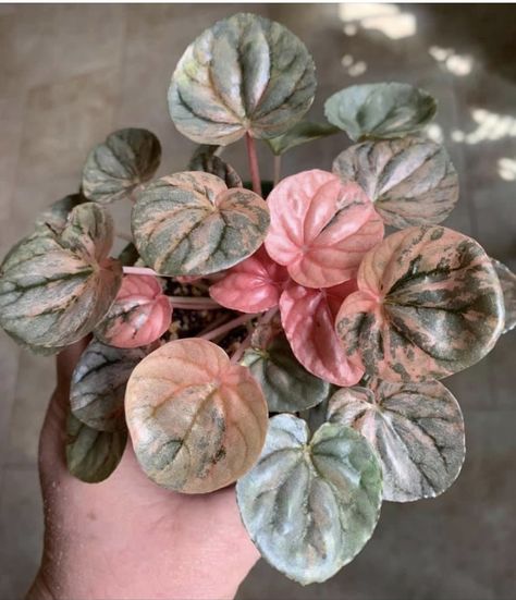 Pink Lady Peperomia, Pink Houseplants, Indoor Plants Names, Pink Plants, Peperomia Plant, Plant Goals, Paper Plants, Pitcher Plant, Pink Plant