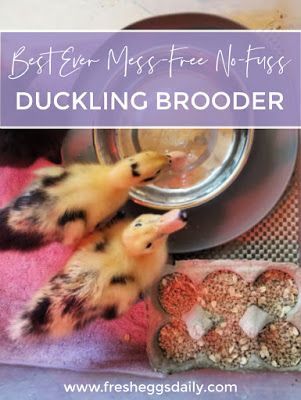 Best Ever Mess-Free No Fuss Duckling Brooder | Fresh Eggs Daily® Duckling Brooder, Duck Brooder, Duck Waterer, Duckling Care, Brooder Box, Backyard Ducks, Duck Coop, Puppy Playpen, Duck Farming