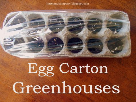 Egg Carton Greenhouses....this is a great way to start seeds in the classroom. The dirt stays moist and the cartons fit perfectly on windowsills or in rows in a sunny area. :) Indoor Greenhouse, Garden Indoor, Diy Greenhouse, School Garden, Have Inspiration, Egg Carton, Veggie Garden, Seed Starting, An Egg