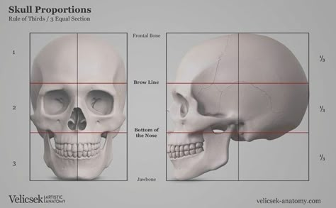 Skull Proportions, Artistic Anatomy, Skull Anatomy, Anatomy Bones, Head Anatomy, Skull Reference, Skeleton Anatomy, Face Anatomy, Anatomy Studies