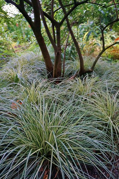 Carex oshimensis 'Evergold' | Karl Gercens | Flickr Carex Oshimensis, Flower Garden Plans, Garden Winter, Perennial Grasses, Full Sun Plants, Grasses Landscaping, Chocolate Flowers, Border Plants, Tall Flowers