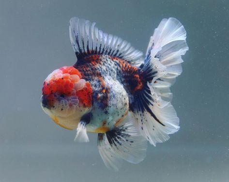 Calico oranda 😊😁 . #goldfish #goldfishkeeper #goldfishtank #goldfishkeepers #goldfishlove #goldfishlover #goldfishworld #goldfishshop… Common Goldfish, Goldfish Types, Goldfish Food, Oranda Goldfish, Pet Goldfish, Fancy Goldfish, Goldfish Tank, Black And Blue Wallpaper, Goldfish Pond