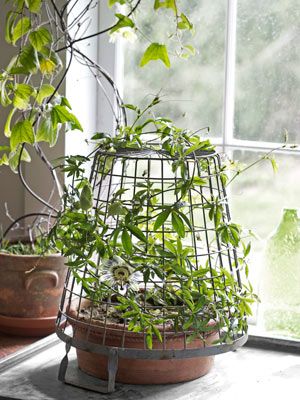 Indoor Plants - Indoor Gardening Ideas from Tovah Martin - Country Living Indoor Vines, Spider Plant, Garden Vines, Unique Houseplants, Floor Plants, Best Indoor Plants, Jungle Gym, Indoor Gardens, Egg Basket