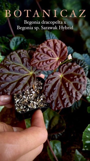 Botanicaz on Instagram: "Begonia Dracopelta x Sp. Sarawak puts true passion in the art of #plantyliving #dracopeltaxsarawak 💃 Available for PROPAGATE TO ORDER! Check out our Etsy for more passionate beauties like her and more✨ link in bio! 📸- @thedons.jungle @pay10payton" Wishlist Plants, Twilight Dr, Plant Wishlist, Gothic Garden, Garden Trees, Green Thumb, House Plants, Flower Garden, Orchids