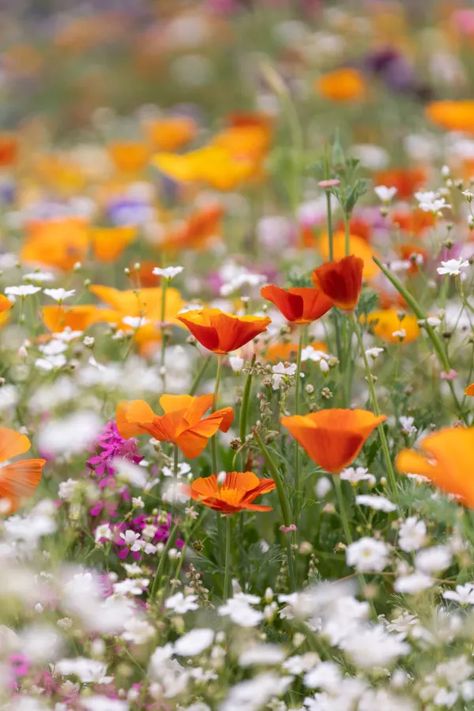 How To Plant A Wildflower Patch In The Spring - Grow Big Color With Ease! Wildflower Patch, The Tiny Seed, Dry Sand, Plant Hacks, Outside Living, Wildflower Seeds, Rustic House, Perennials, Wild Flowers