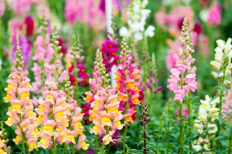 18 Self-Seeding Flowers That Produce New Blooms Every Year—With Less Work for You Snapdragon Flowers, Full Sun Perennials, Sun Perennials, Container Gardening Flowers, Cut Flower Garden, Flower Gardens, Gardening Plants, Gardening Landscaping, Flowers Perennials