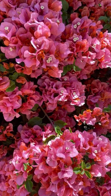 earth love earth nature nature lover flowers pink flowers Bougainvillea Bougainvillea Aesthetic, Pink Bougainvillea, Love Earth, Earth Nature, Lincoln Park, Flowers Pink, Bougainvillea, Nature Images, Nature Lover