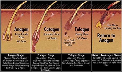 The Hair Growth Cycle http://www.blackhairinformation.com/hair-growth/the-hair-growth-cycle/ Stages Of Hair Growth, Electrolysis Hair Removal, Hair Science, Hair Facts, Hair Growth Cycle, Hair Removal Permanent, Black Hair Care, Natural Haircare, Natural Hair Tips