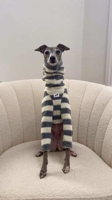 Greyhound In Clothes, Italian Greyhound Collar, Mini Italian Greyhound, Mini Greyhound, Miniature Italian Greyhound, Italian Greyhound Clothes, Italian Greyhound Dog, Greyhound Collar, Greyhound Dog