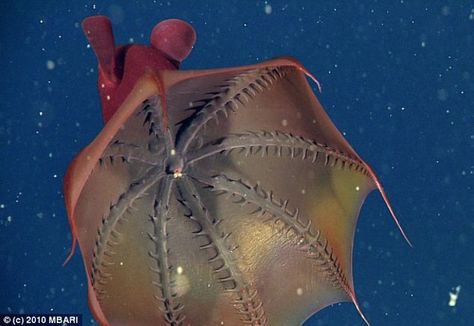 Vampire Squid Vampire Octopus, Vampire Squid, Goblin Shark, Bizarre Animals, Scary Animals, Deep Sea Creatures, Underwater Photos, Aquatic Animals, Ocean Creatures