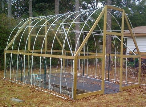 First harvest – sumptuous organic tomatoes growing in my first homemade greenhouse. Every story has a beginning, and for me this wood framed PVC hoop house was my first step into the worlds o… Homemade Greenhouse, Greenhouse Construction, Greenhouse Frame, Growing Organic Tomatoes, Greenhouse Supplies, Diy Greenhouse Plans, Best Greenhouse, Build A Greenhouse, Home Greenhouse