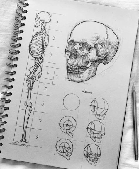 Perspective Studies, Skeleton Drawings, Human Anatomy Drawing, Human Anatomy Art, Anatomy Sketches, Human Head, Skull Drawing, Human Skull, Arte Sketchbook