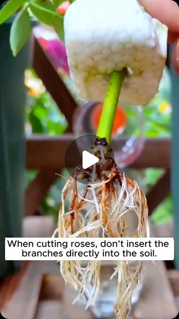 Rooting Roses From Cuttings, What To Plant With Roses, Pruning Tomatoes, Rose Garden Ideas, Rooting Plants, Garden Home Ideas, Rooting Roses, Grafting Plants, Rose Cuttings