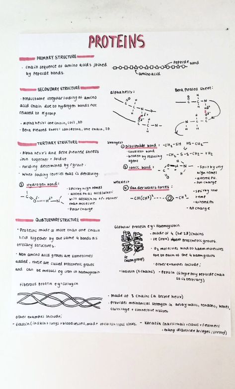 A level revision notes on proteins, amino acids and biological molecules.   #study #biology #science #school Dna Notes, Protein Biology, A Level Revision, Biochemistry Notes, Student Reference, Science Revision, Biology Revision, A Level Biology, Writing Posters