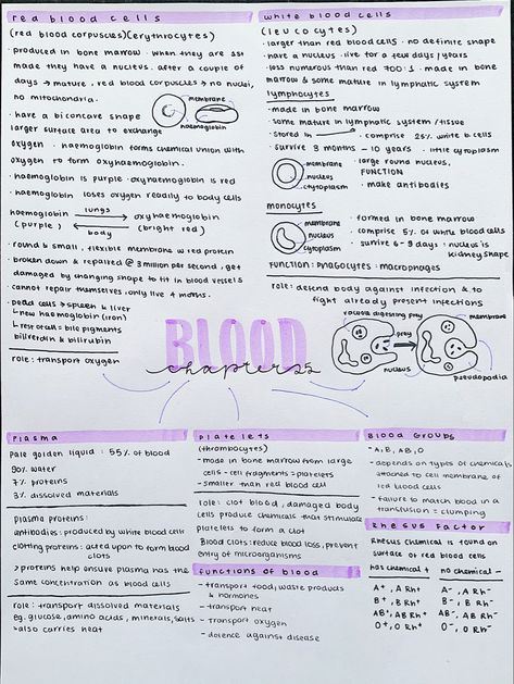 #neatnotes #neathandwriting #aestheticnotes #blood #biologynotes Blood Anatomy Notes, Blood Notes Anatomy, Blood Anatomy And Physiology, Biochemistry Notes, Biology Revision, Nursing School Essential, Study Biology, Nursing School Motivation, Nurse Study Notes