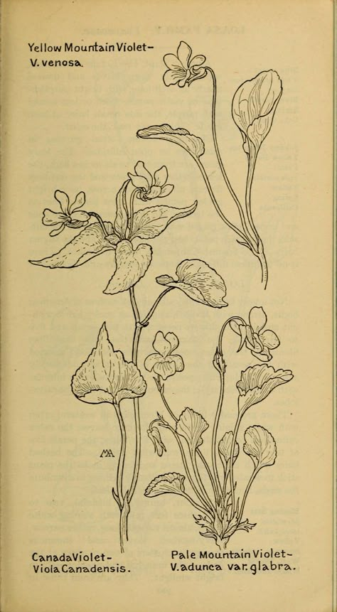 Margaret Armstrong, Wildflower Drawing, Western Wild, Botanical Line Drawing, Flower Sketches, Floral Drawing, Mirror Painting, Botanical Drawings, Old Book