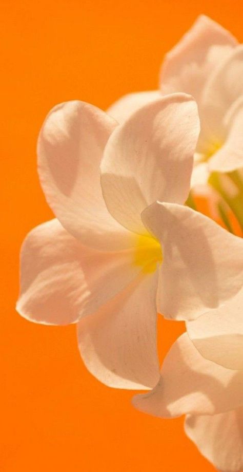 Orange Aesthetic Wallpaper, Nature Iphone Wallpaper, Flowery Wallpaper, Whatsapp Wallpaper, Trending Pins, How To Earn Money, Orange Aesthetic, Iphone Wallpaper Themes, Orange Wallpaper