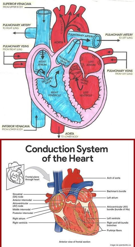 Conduction System of the Heart #medicalschool #resources #medicalstudent - Image Credits: please keep your health The Heart Diagram, Diagram Of Heart, Heart Blood Flow, Medications Nursing, Heart Diagram, Basic Anatomy And Physiology, Nursing Student Tips, Medical Student Study, Cardiac Nursing