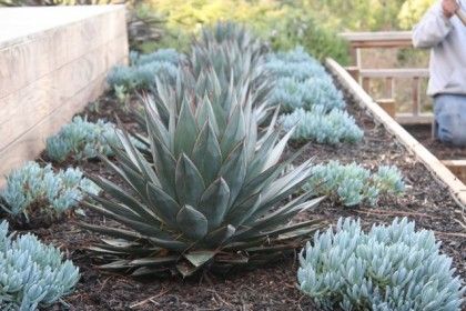 Agave Blue Glow Landscape, Drought Landscaping, Agave Blue Glow, Blue Agave Plant, Pathway Landscaping, Drought Tolerant Landscape, Blue Plants, Blue Glow, Blue Agave