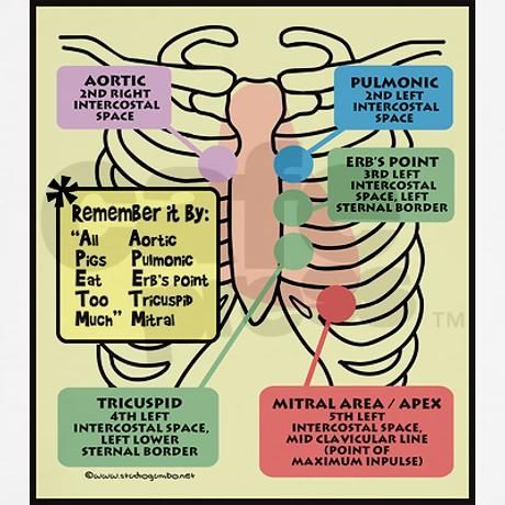 All pigs eat too much Nursing Information, Nursing Assessment, Heart Sounds, Nursing Mnemonics, Cardiac Nursing, Nursing School Survival, Nurse Rock, Nursing School Studying, Nursing School Tips