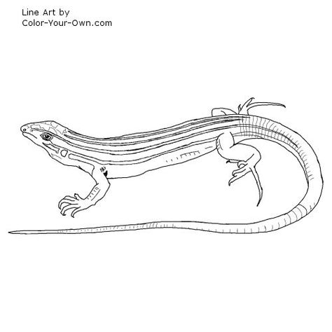 Desert Grassland Whiptail Lizard Line Art Lizard Line Art, Whiptail Lizard, Black And White Line Drawings, Lino Print Pattern, Animal Bedroom, Pool Backyard, Pen Illustration, Vintage Pens, Bathroom Idea