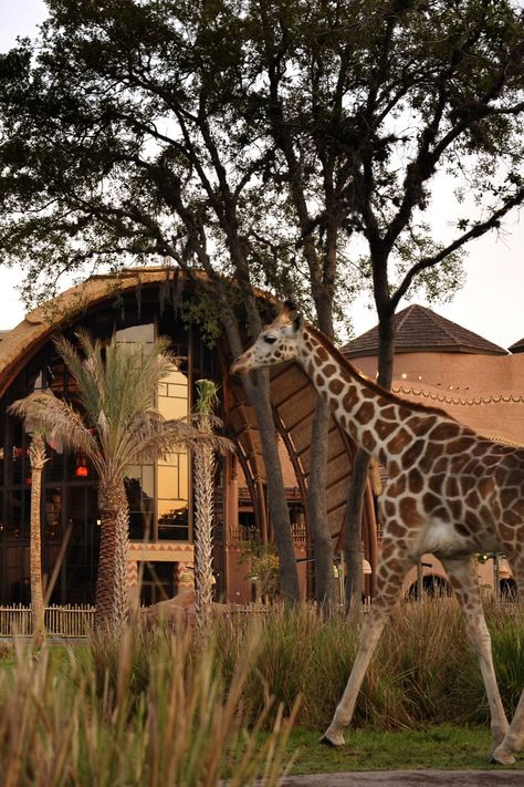 Disney’s Animal Kingdom Lodge Is a Wildly Good Time For Kids of All Ages Lodge Outfit, Best Disney Hotels, Animal Kingdom Restaurants, Orlando Downtown, Animal Kingdom Orlando, Disney Hotel, Disney Animal Kingdom Lodge, Disney Animal Kingdom, Disney World Secrets