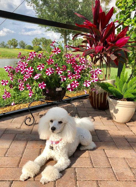 Beautiful Jolie Soaking Up the Sunshine! May 16, 2018 White Poodle Aesthetic, Poodle Cuts, Mini Poodles, Poodle Grooming, Dog Haircuts, Dog Nose, Poodle Puppy, Dog Gear, Poodle Dog