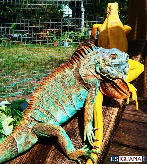 Axanthic blue and Albino Iguanas Sea Iguana, Iguana Pet, Galapagos Marine Iguana, Desert Iguana, Marine Iguana, Galapagos Land Iguana, Green Iguana, Blue Lizard, Reptile Room