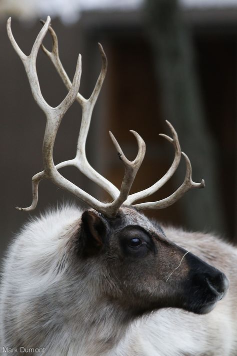 Reindeer Reference Photo, Hooved Animals, Reindeer Photo, Reindeer Horns, Columbus Zoo, Wild Animals Photography, Deer Illustration, Wild Animals Pictures, Animal Study